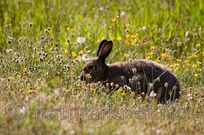 KA_08_1_1091w / Lepus timidus / Hare