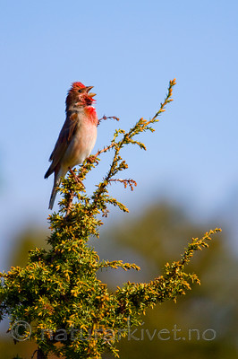 KA_08_1_1107 / Carpodacus erythrinus / Rosenfink