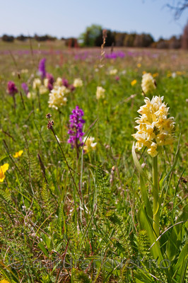 KA_08_1_1137 / Dactylorhiza sambucina / Søstermarihand