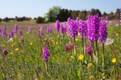 KA_08_1_1142 / Orchis mascula / Vårmarihand