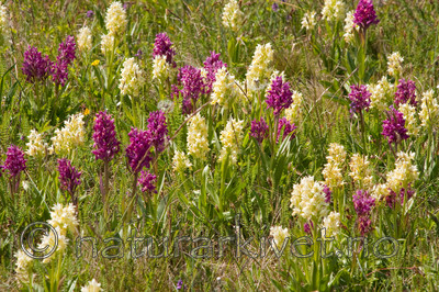 KA_08_1_1144 / Dactylorhiza sambucina / Søstermarihand