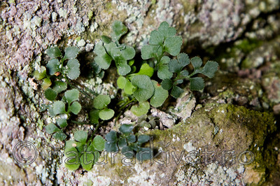 KA_08_1_1180 / Asplenium ruta-muraria / Murburkne