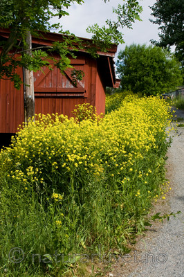 KA_08_1_1377 / Bunias orientalis / Russekål