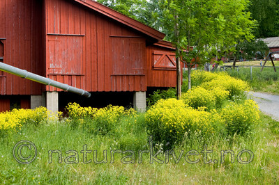KA_08_1_1379 / Bunias orientalis / Russekål