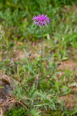 KA_08_1_1412 / Centaurea scabiosa / Fagerknoppurt