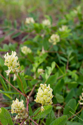 KA_08_1_1418 / Astragalus glycyphyllos / Lakrismjelt