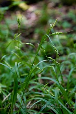 KA_08_1_1421 / Carex sylvatica / Skogstarr