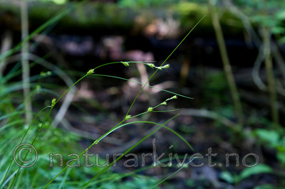 KA_08_1_1425 / Carex remota / Slakkstarr