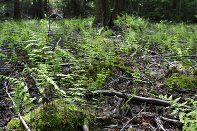 KA_08_1_1455 / Thelypteris palustris / Myrtelg