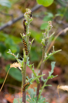 KA_08_1_1482 / Tyria jacobaeae / Karminspinner