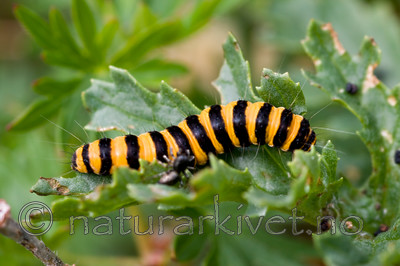 KA_08_1_1485 / Tyria jacobaeae / Karminspinner