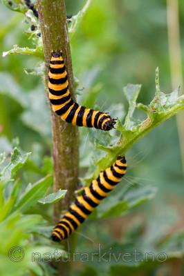 KA_08_1_1486 / Tyria jacobaeae / Karminspinner