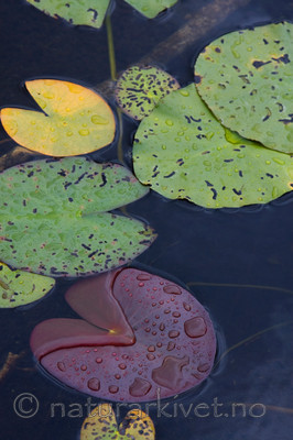 KA_08_1_1640 / Nymphaea alba / Hvit nøkkerose