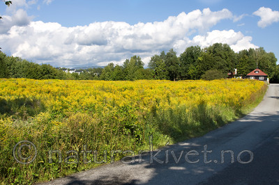 KA_08_1_1773 / Solidago canadensis / Kanadagullris