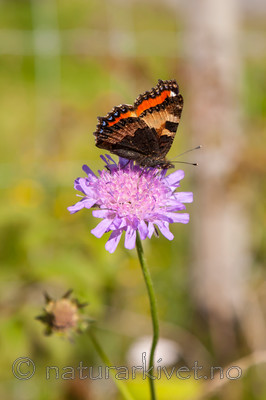 KA_08_1_1924 / Aglais urticae / Neslesommerfugl <br /> Knautia arvensis / Rødknapp