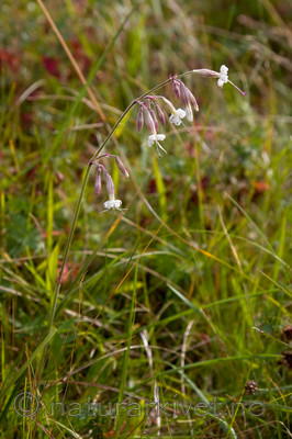 KA_08_1_1940 / Silene nutans / Nikkesmelle