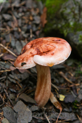 KA_08_1_2061 / Hygrophorus erubescens / Rødflekkvokssopp