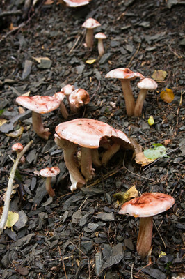 KA_08_1_2062 / Hygrophorus erubescens / Rødflekkvokssopp