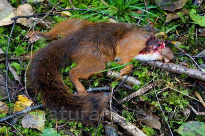 KA_08_1_2065 / Sciurus vulgaris / Ekorn