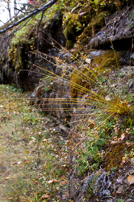 KA_08_1_2120 / Carex capillaris / Hårstarr