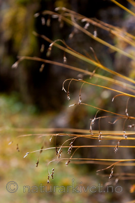 KA_08_1_2121 / Carex capillaris / Hårstarr