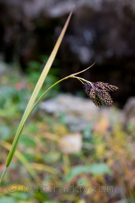 KA_08_1_2123 / Carex atrata / Svartstarr