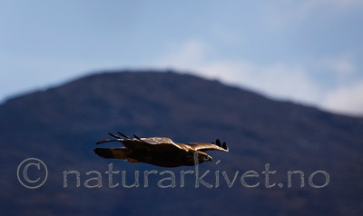 KA_08_1_2139 / Aquila chrysaetos / Kongeørn