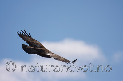 KA_08_1_2140 / Aquila chrysaetos / Kongeørn