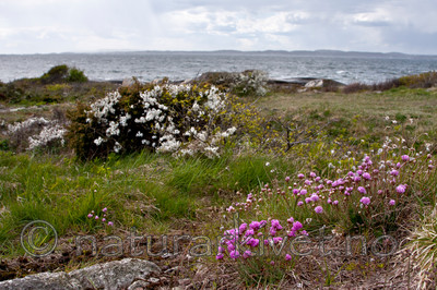 KA_090510_0742 / Armeria maritima / Fjærekoll