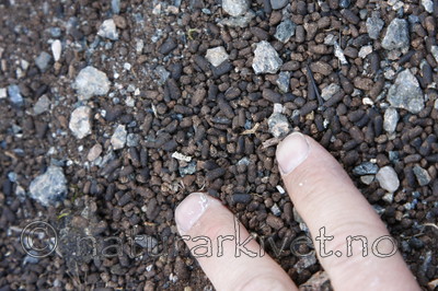 KA_090511_0792 / Osmoderma eremita / Eremitt