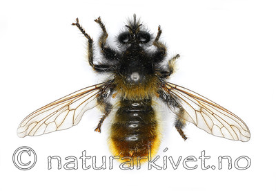 KA_090602_flava_female_dorsal / Laphria flava / Gulhåret rovflue