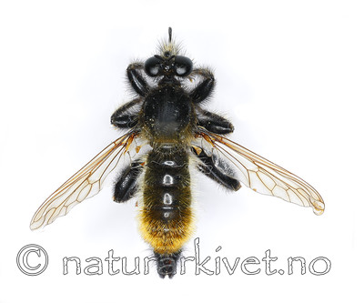 KA_090602_flava_male_dorsal / Laphria flava / Gulhåret rovflue