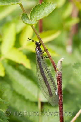 KA_090603_1120 / Myrmeleon formicarius / Skogmaurløve