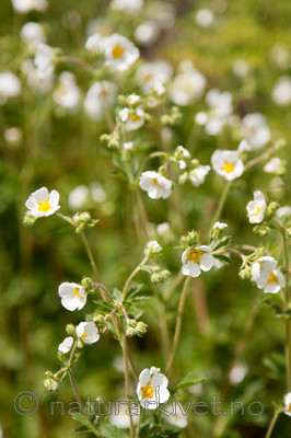 KA_090603_1128 / Drymocallis rupestris / Hvitmure