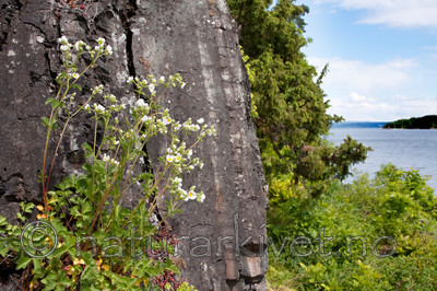 KA_090603_1130 / Drymocallis rupestris / Hvitmure