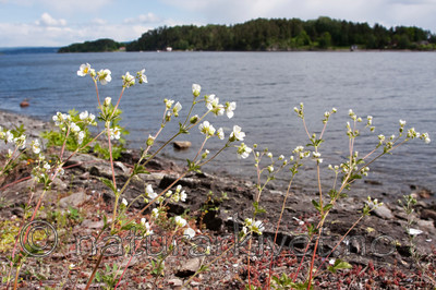 KA_090603_1135 / Drymocallis rupestris / Hvitmure