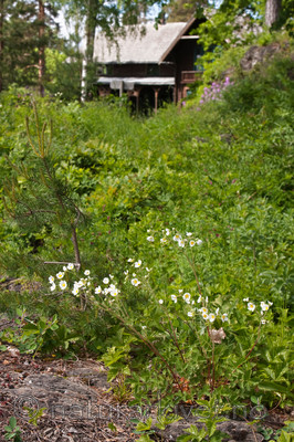 KA_090603_1140 / Drymocallis rupestris / Hvitmure