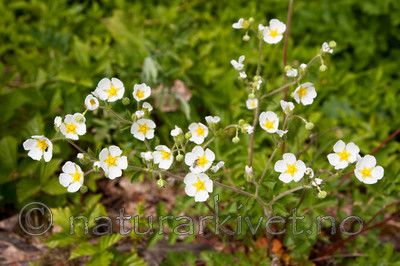 KA_090603_1143 / Drymocallis rupestris / Hvitmure