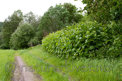 KA_090604_1153 / Reynoutria sachalinensis / Kjempeslirekne