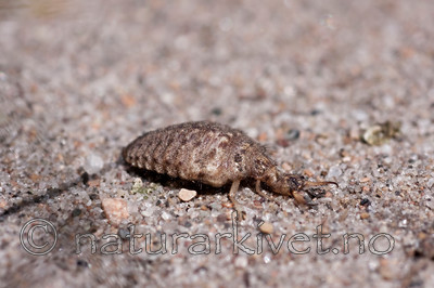 KA_090622_1334 / Myrmeleon bore / Strandmaurløve
