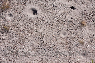 KA_090622_1345 / Myrmeleon bore / Strandmaurløve