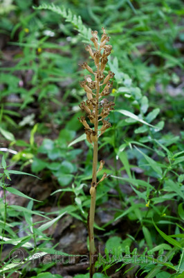 KA_090622_1351 / Neottia nidus-avis / Fuglereir