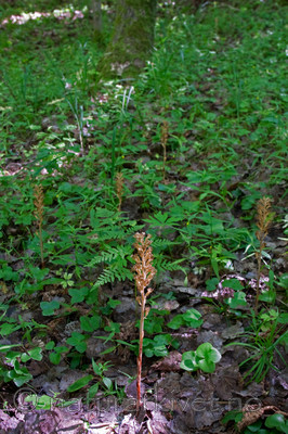 KA_090622_1352 / Neottia nidus-avis / Fuglereir