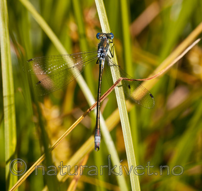 KA_090622_1366 / Lestes dryas / Sørlig metallvannymfe