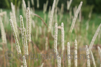 KA_090629_1502 / Phleum phleoides / Smaltimotei