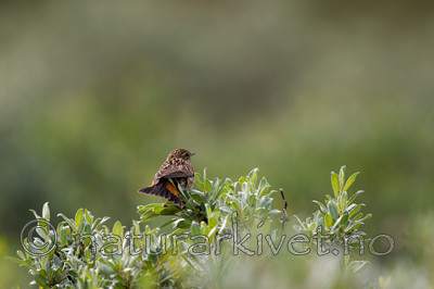 KA_090715_1691 / Luscinia svecica / Blåstrupe