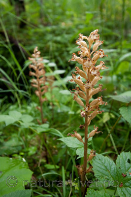 KA_090715_1744 / Neottia nidus-avis / Fuglereir