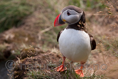 KA_090726_1793 / Fratercula arctica / Lunde