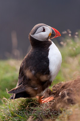 KA_090726_1852 / Fratercula arctica / Lunde