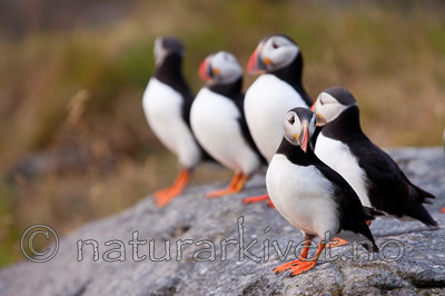 KA_090726_1872 / Fratercula arctica / Lunde